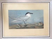 James Audubon, Sandwich Tern, plate 434, J. Bien,