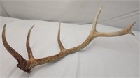 6 Point Elk Horn, No Shipping