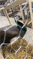 Indian Blue Split To White Peahen - 10 Mos Old
