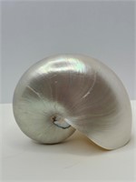 Pearl Nautilus Seashell Polished