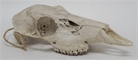 Authentic Deer Skull