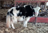 Penelope 4yr old yak cow, exposed