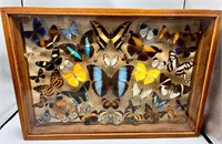 Collection of Taxidermy butterflies
