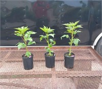 3  Red Raspberry Paradise Hardy Hibiscus Plants