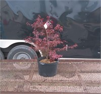 1 Weeping Red Japanese Maple Tree