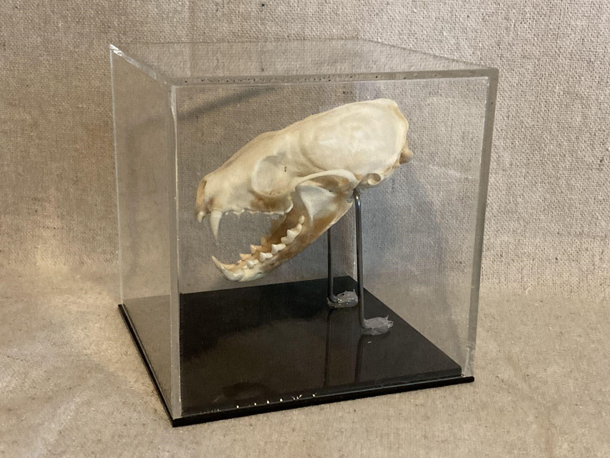 Pine Marten Skull