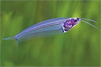 Glass catfish