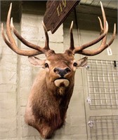 Large Authentic Taxidermy Elk Bust Wall Mount