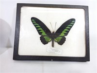 Papillon malaisien taxidermisé