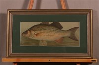 Framed & Matted Bass Print by Unknown Artist,