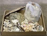 (MN) Seashells