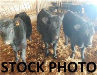 Number 52- Black Angus Steer *Read Description