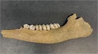 Small fossilized deer jawbone lower 7.25"