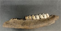 Fossilized deer jawbone 4.5"