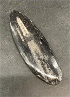 Small orthoceras fossil 4"