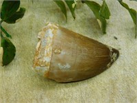 MOSASAUR TOOTH ROCK STONE LAPIDARY SPECIMEN