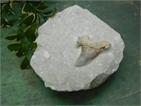 SHARK TOOTH IN MATRIX ROCK STONE LAPIDARY SPECIMEN