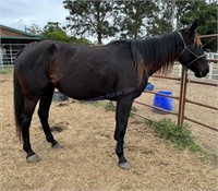 "Honeybeedee" 2017 Standard Bred Mare