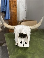 Bull skull 19”Lx 25”Wx12”H