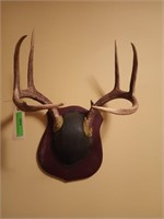 8 pt antlers