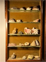 Seashell Collection