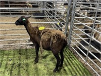 ARBW4090 BLK EWE 68# P30