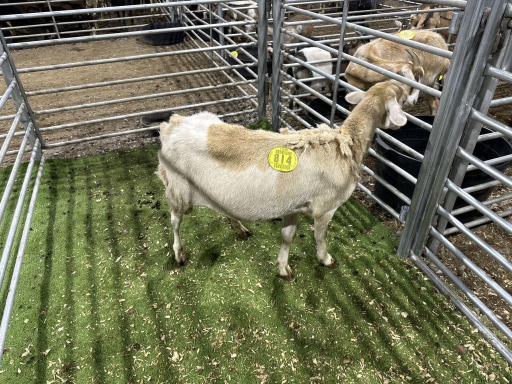 HILLTOP ACRES GOAT & SHEEP AUCTION MAY 18 2024