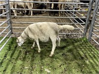 AR00410320 WHITE EWE 33# P18