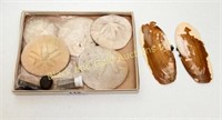 Small box of sand dollars and shells