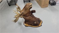 Full Head Wall Mount Moose Head 36"