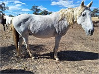 (VIC) DRAUGHT X TB MARE