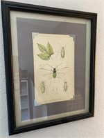 12"x 15" Framed 1888 Bug Plate Print