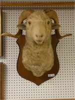 Big Horn Sheep Mount