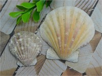 SCALLOP SHELLS ROCK STONE LAPIDARY SPECIMEN