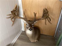 WHITETAIL TROPHY MOUNT--REPLICA