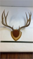 Mounted 10pt Mule Deer Antlers