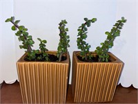 Live Succulents in vintage ceramic planters 11” T