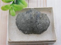 BRACHIOPOD ROCK STONE LAPIDARY SPECIMEN