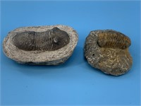 Lot of 2:  both 3.5" fossil