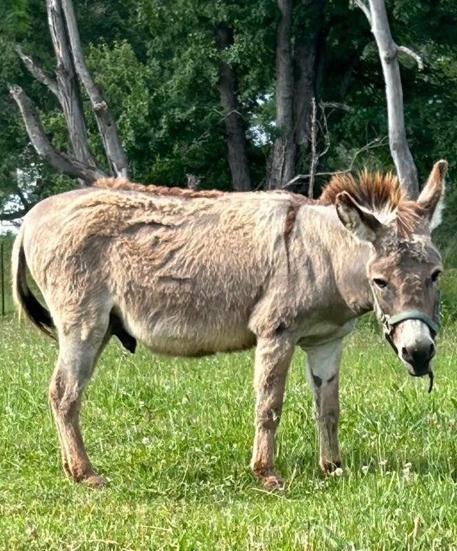 Moe - 15yo Grey Mini Jack Donkey
