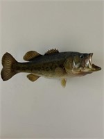 Large mouth bass fish Mount