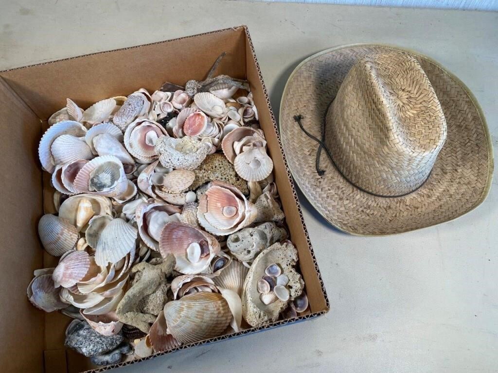 sea shells, hat