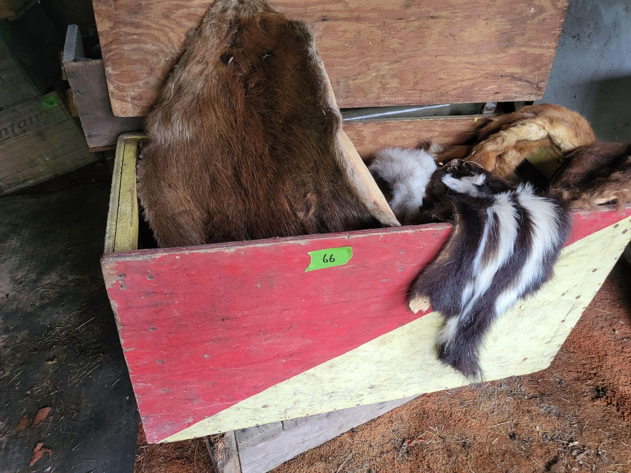 Large crate with tanned hides