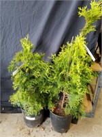 Two emerald green arborvates the tallest is 3 ft