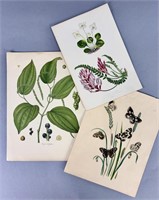 19th C. Victorian Era Botanical Prints