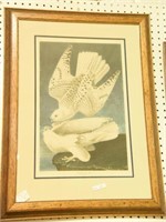 Framed Audubon hand colored engraving