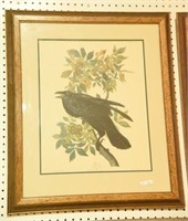 Framed Audubon “Raven” engraving (20” x 28”)