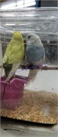 Pair Parakeets