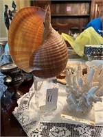 LARGE SHELL AND CORAL ON STAND