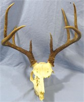 8 POINT DEER ANTLER WITH SKULL CAP